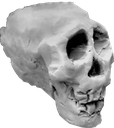 bsSkull