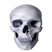 skull