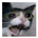 cat_cry